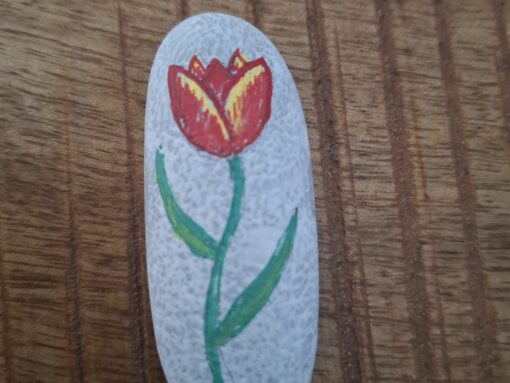 Tulp