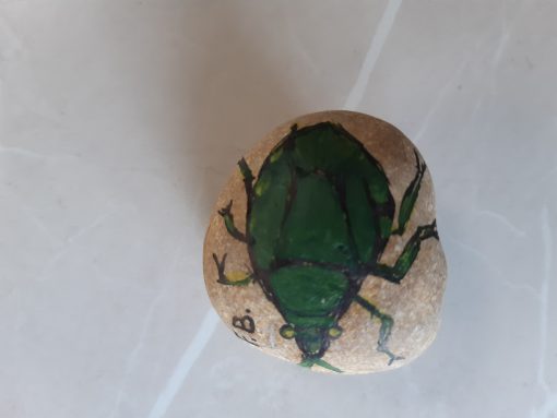 Insect