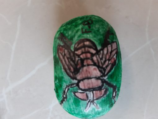Insect